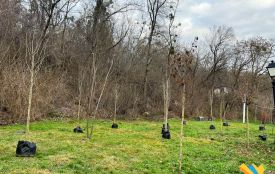 У парку Шодуара висаджують декоративні дерева — сакури, глід і груші