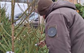 У передріздвяні і передноворічні дні екоінспекція розпочинає заходи контролю щодо законності заготівлі та продажу ялинок