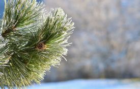 2 грудня: все про цей день, яке свято, що не можна робити і погода у Житомирі