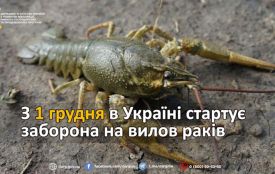 З 1 грудня на водоймах Житомирщини стартує заборона на вилов раків
