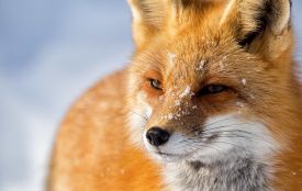 На Житомирщині виявлені 72 тварини, хворі на сказ, а також 4 спалахи  захворювання на АЧС