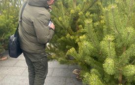 У Житомирі при продажу новорічних ялинок порушень не виявлено, — екоінспекція
