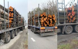 За минулий місяць на автодорогах області патрульні виявили 50 випадків порушення правил перевезення деревини