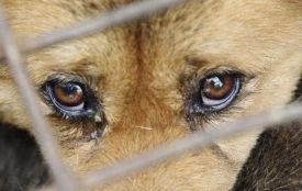 Поліцейські встановлюють обставини жорстокого поводження з твариною у Романові