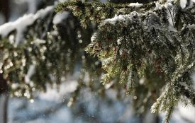 Зима пробує сили: в Україну прийде невелике похолодання