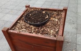 На Михайлівській вкрали одну з 5 ялинок, якими прикрасили вулицю. ФОТО