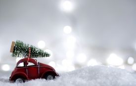 Ялинка на свята: яка відповідальність за незаконний зруб