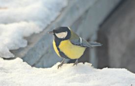 27 грудня: яке сьогодні свято, прикмети і заборони, прогноз погоди у Житомирі