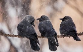 29 грудня: яке сьогодні свято, прикмети, традиції і погода у Житомирі