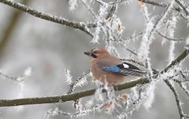 Новий 2026 рік прийде в Житомир зі снігом і морозом