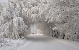 На Житомирщині утримається справжня зимова погода з морозом і снігом