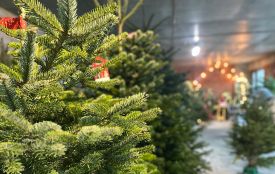 Житомиряни можуть здати новорічні ялинки та сосни на утилізацію