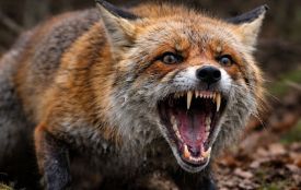 У Житомирі на вулиці Коростишівській знайшли мертву лисицю: тварина була хвора на сказ