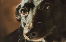 Людська жорстокість не має меж: на Бердичівщині чоловіка підозрюють у жорстокому вбивстві собаки