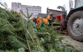 Екоінспекція Поліського округу нагадує: як утилізувати новорічні дерева без шкоди довкіллю