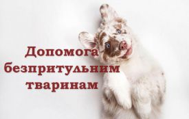 КП "Центру захисту тварин" просить допомогу для хвостиків