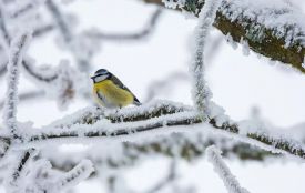 У Житомирі збережеться холодна погода без істотних опадів