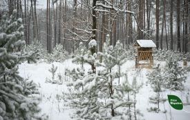 Зерно, сіно і сіль: в умовах морозів і снігопадів єгері підгодовують тварин