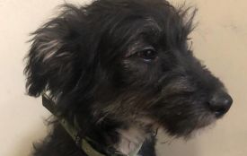 Хвостик шукає родину: у Житомирі цуценя потребує люблячих господарів