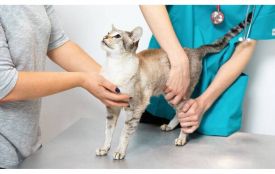 Глисти в котів: як вчасно виявити інфекцію та ефективно провести дегельмінтизацію? (Новини компаній)