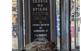 Мороз убиває, байдужість добиває: у Житомирі масово гинуть безпритульні тварини