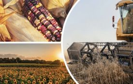 Врожай Житомирщини 2025. Результати збору у регіоні