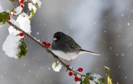 26 січня: все про цей день, свята, іменини, традиції і погода у Житомирі