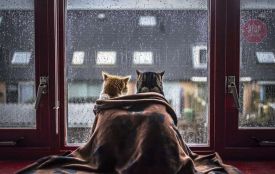 Потепління принесе в Житомир мокрий сніг та дощ