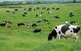 Житомирщина серед лідерів тваринництва. Розширення державної підтримки агросектору у 2026 році