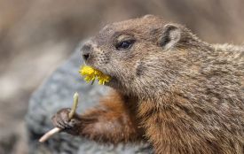 2 лютого: яке сьогодні свято, все про цей день, погода у Житомирі