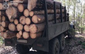 У Житомирському районі викрили схему незаконної вирубки лісу на понад 1,3 млн грн – чотирьом чоловікам повідомлено про підозру