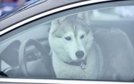 Жорстоке поводження з тваринами: яка відповідальність передбачена законом