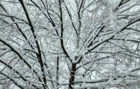 У Житомирі морозно і сніжно — прогноз погоди