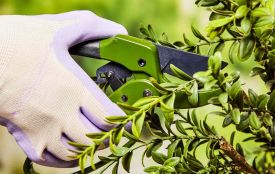 Весняна обрізка саду: як перетворити залишки гілок на корисну мульчу ( Новини компаній)