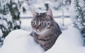 Зима попрощається з житомирянами поверненням морозів, ожеледицею і опадами у вигляді дощу і мокрого снігу