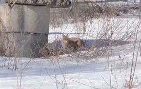 Лисицю помітили на Польовій біля кінотеатру «Космос». ВІДЕО