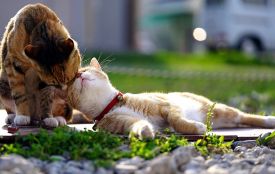 Перший весняний тиждень буде у Житомирі теплим, переважно без опадів