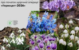 Первоцвіти під охороною: на Житомирщині стартують заходи зі збереження рідкісних червонокнижних рослин