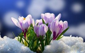 Нічні морози і денне тепло — погода найближчих днів