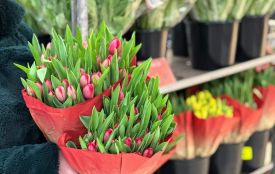 19-річний звягелянин втратив майже 27 тис. грн на замовленні тюльпанів: поліцейські Житомирщини нагадують про ризики купівлі у соцмережах