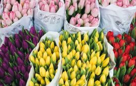 Скільки коштуватимуть квіти на 8 березня: аналіз цін у Житомирі та інших містах України