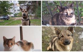 Пухнастики шукають господарів: оголошення у Житомирі станом на 7 березня