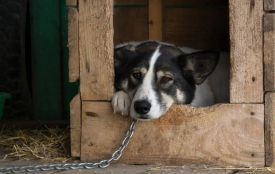Українців штрафуватимуть за постійне утримання собак на ланцюгу