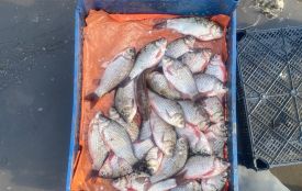 Два порушення у сфері охорони водних біоресурсів виявили екоінспектори у Бердичівському районі