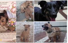 Пухнастики шукають господарів: оголошення у Житомирі станом на 15 березня