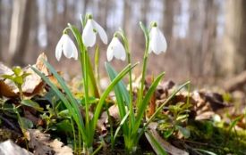 Житомирян чекає типово березнева погода з нічним морозом