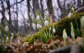 В Україні відчутно похолодало, місцями очікуються дощі і мокрий сніг
