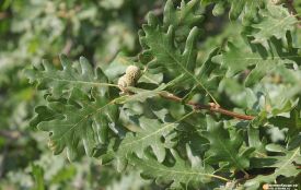 У Житомирі проведуть інвентаризацію зелених насаджень природоохоронного об’єкта «Дубовий гай»