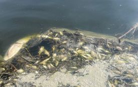Екоінспекція зафіксувала масову загибель риби у Шверидовому ставі