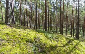 За втручання прокуратури земельні ділянки лісового фонду площею 3 га повернуті у державну власність